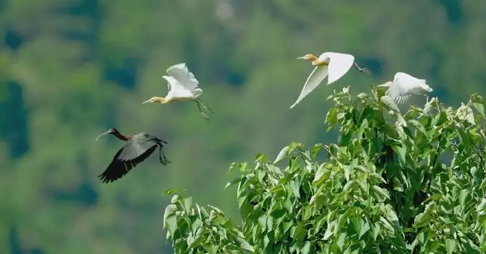 Rare Glossy Ibis recorded for first time in Yunnan Province