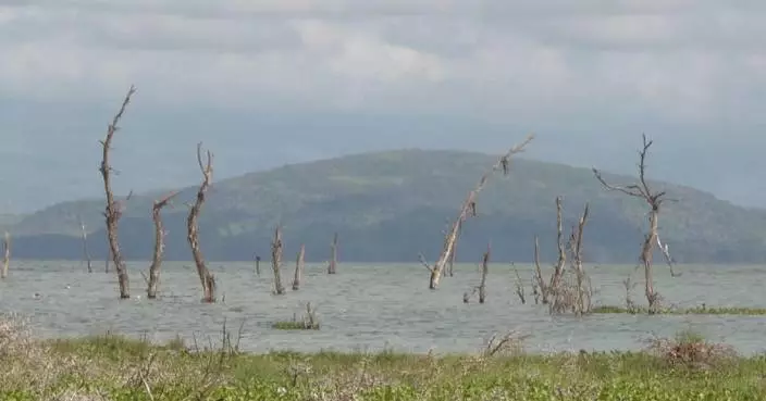 Rising Lake Naivasha waters devastate ecosystems in Kenya