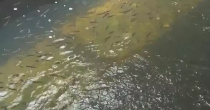 China conducts fry release events to increase fish stock, protect environment
