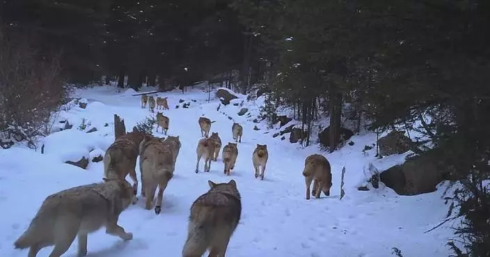 Large pack of wolves roaming through heavy snow captured on camera in northwest Chinese forest