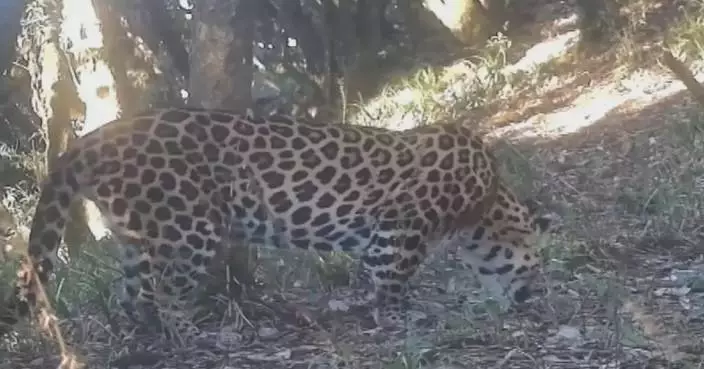 Elusive leopard captured on camera in southwest China reserve