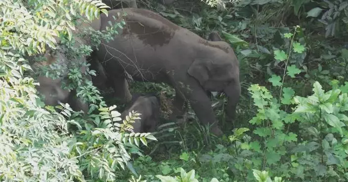 Rare footage shows pregnant wild Asian elephant’s fetal movements