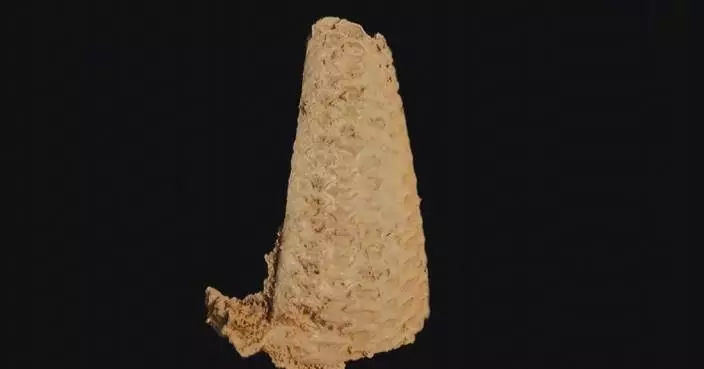 New fossils confirm Early Cambrian origin of bryozoans
