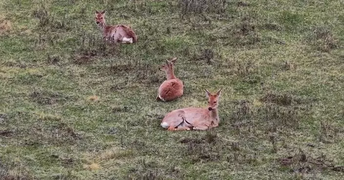 Wild Siberian roe deer spotted roaming on meadow in Qinghai