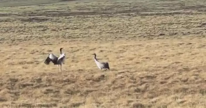Black-necked crane attempts to attract companion in Qinghai