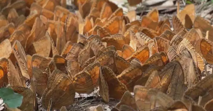 Butterfly boom forecast to hit 10-year high at butterfly valley in Yunnan