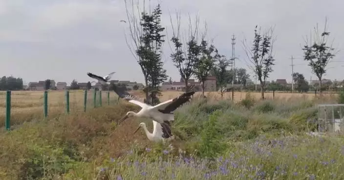 8 rescued oriental white storks released into wild in Jiangsu
