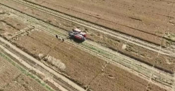 China completes 60 percent of wheat harvest with high yields expected