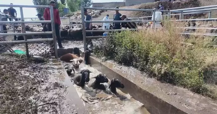Xinjiang shepherds step up summer disease-prevention measures