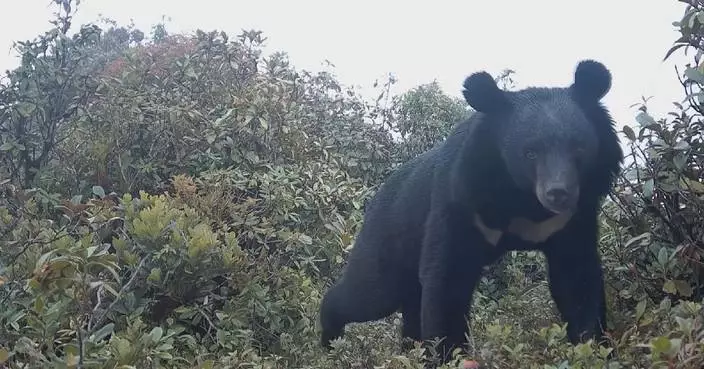 Rare Asian black bears spotted in Yunnan nature reserve