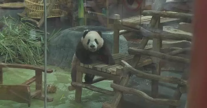First panda cub born in Indonesia draws crowds