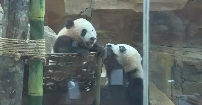 Indonesian-born giant panda cub enjoys popularity after meeting public