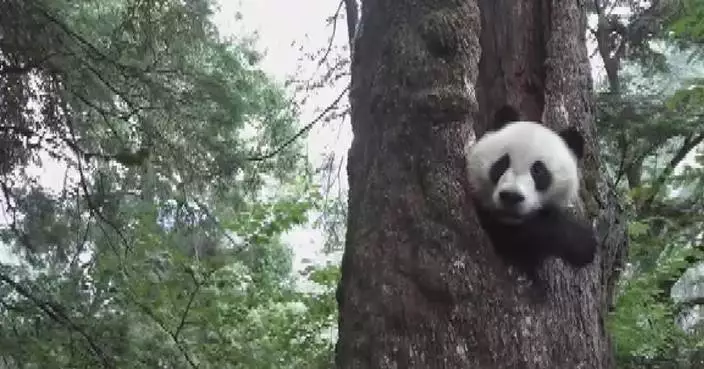 Ecological corridors reconnect China’s giant panda populations
