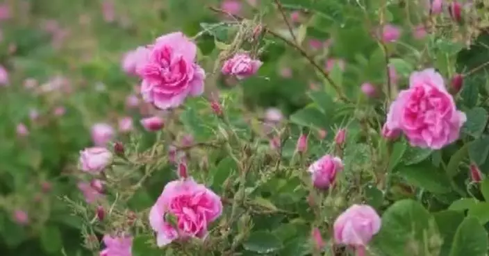 Rose farming in west China’s Qinghai-Xizang Plateau paves path to prosperity for women