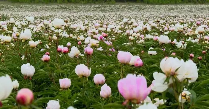 Red peonies blooming in China’s Inner Mongolia