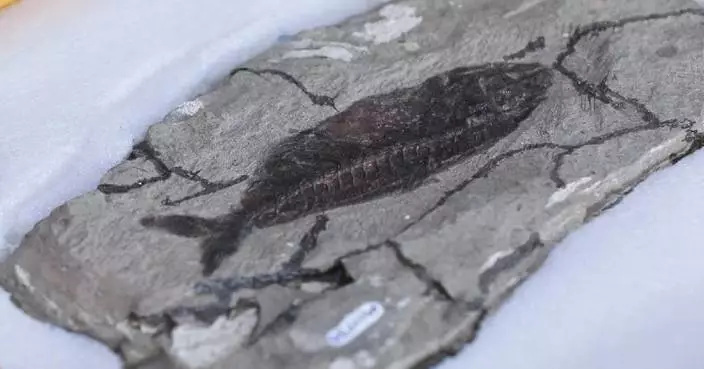 62-mln-year-old fossil site discovered in Egyptian desert