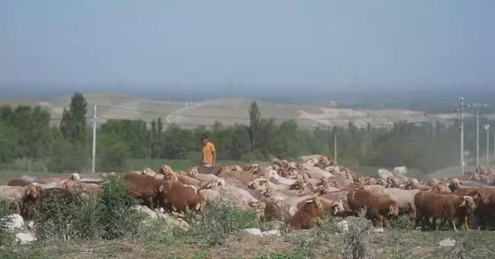 Month-long goat dipping season starts in northwest China
