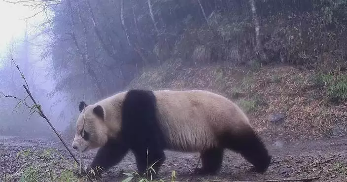 Frequent wild panda appearances reflect habitat improvement in China’s Sichuan