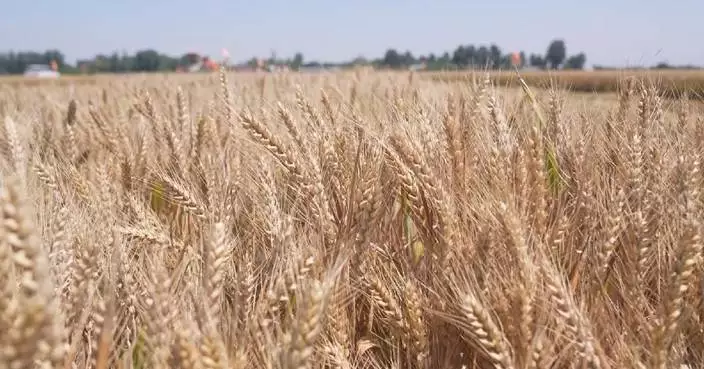 Nearly 90 pct of China’s summer wheat harvest completed nationwide