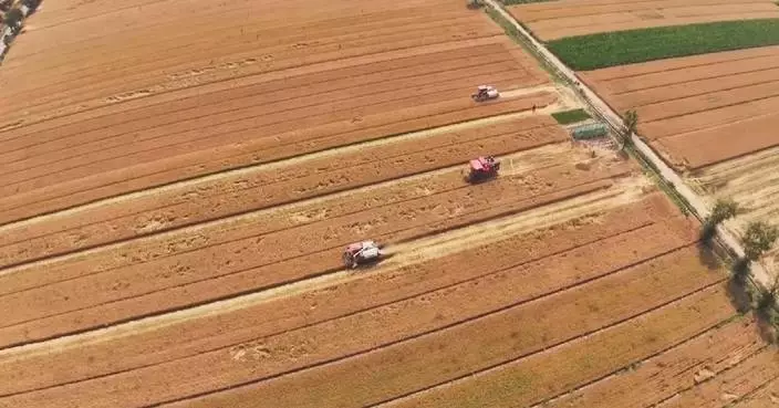 China's summer wheat harvest 90 pct complete in major producing areas