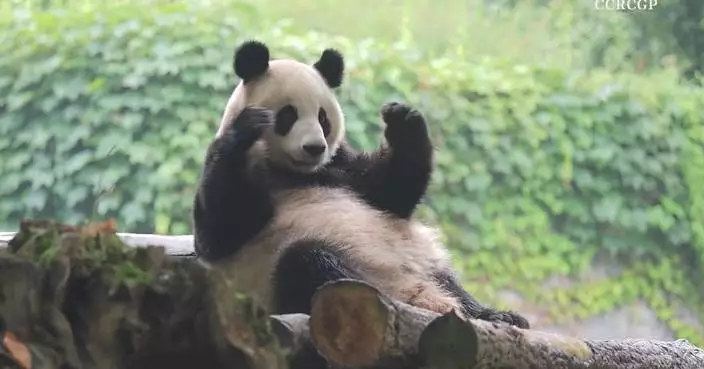 Pandas seen scratching backs on logs in Sichuan center