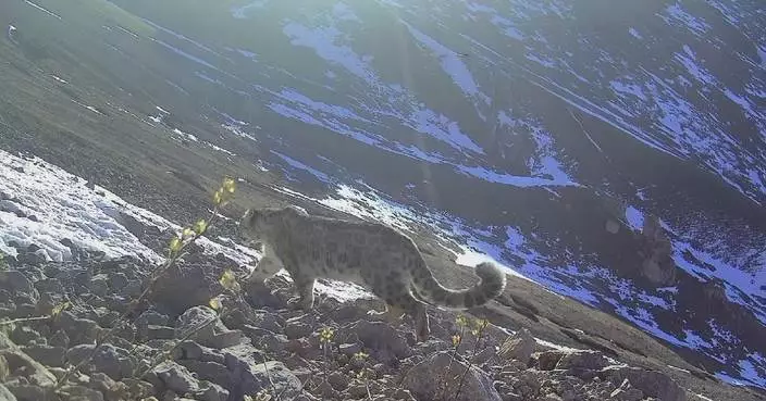 Snow leopards repeatedly captured on camera in Xinjiang