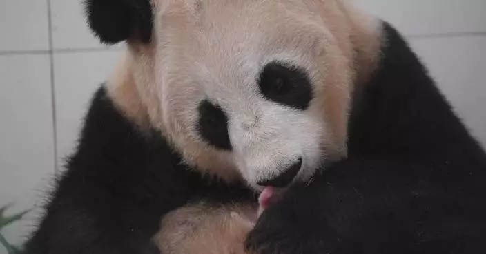 First giant panda twins of 2026 born at Chinese conservation center