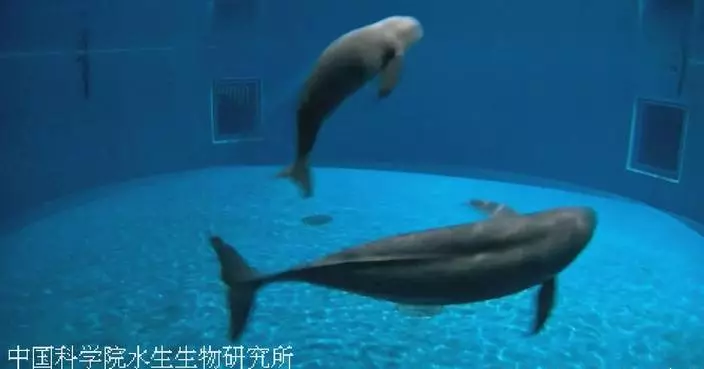 Rare footage capturing birth of Yangtze finless porpoise released