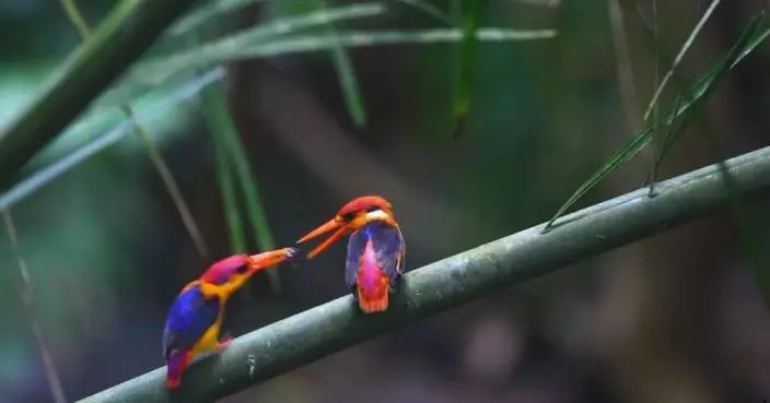 Sweet moment captured as kingfisher feeds mate