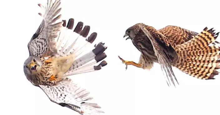 Protected kestrels turn Beijing telecom tower into unlikely nursery