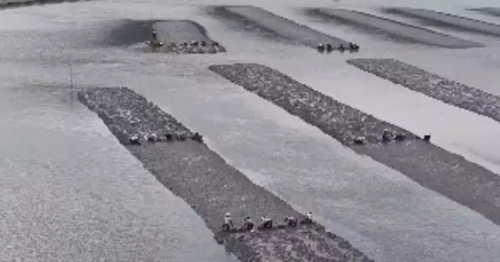 Fujian reaps good harvest of razor clams