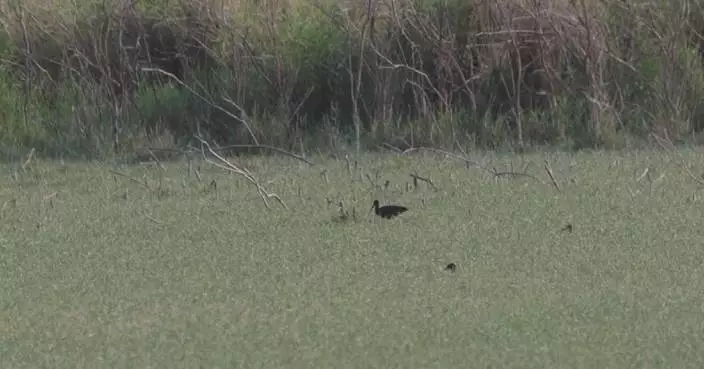 Rare glossy ibises spotted in Ningxia