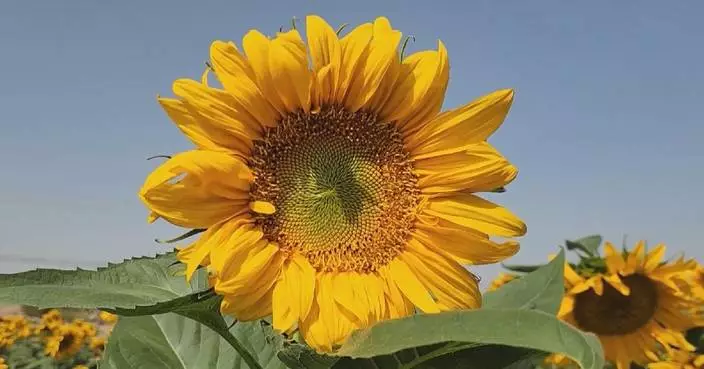 Golden sunflowers transform Xinjiang village into picturesque landscape