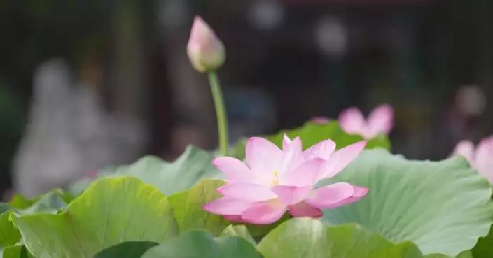 Lotus blooms brighten summer landscapes across China