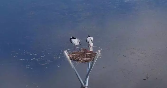 Oriental white stork hatchlings in Heilongjiang nature reserve