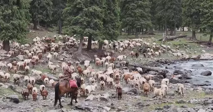 Xinjiang herders start summer livestock transfer amid road repairs