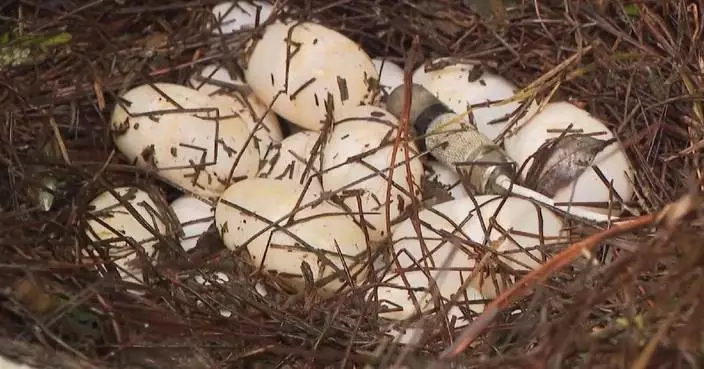 First clutch of Yangtze alligator eggs discovered in Anhui reserve this year