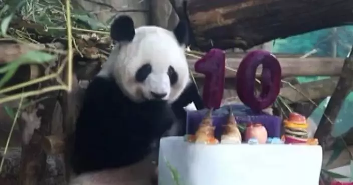 Celebrity panda twins spend 10th birthday at south China zoo