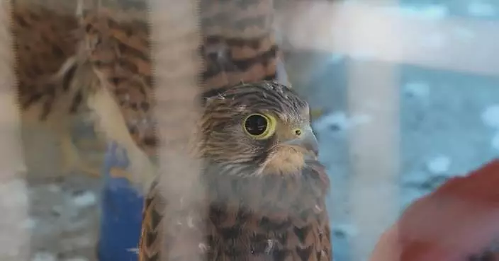 Xinjiang police rescue four Common Kestrel birdies