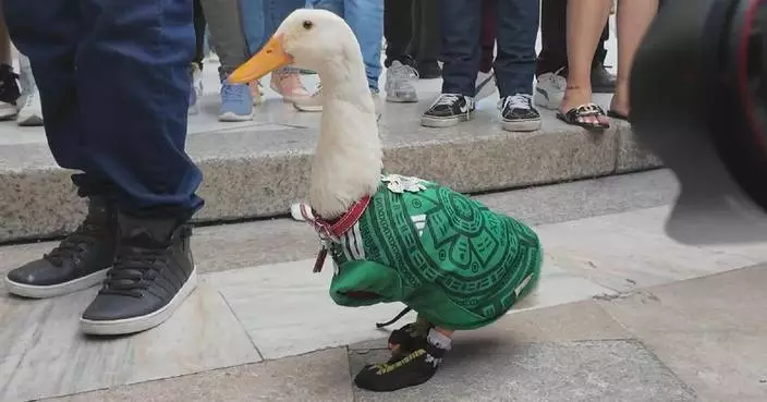 Pet duck becomes Mexico City's official World Cup ambassador