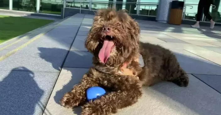 AFCD Steps up Inspections to Enforce Dog Licensing and Rabies Vaccination Regulations