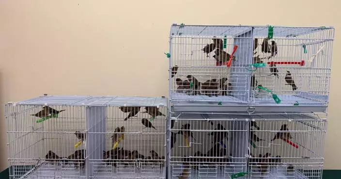 Hong Kong Customs Seizes 150 Suspected Illegally Imported Live Birds Worth About $30,000