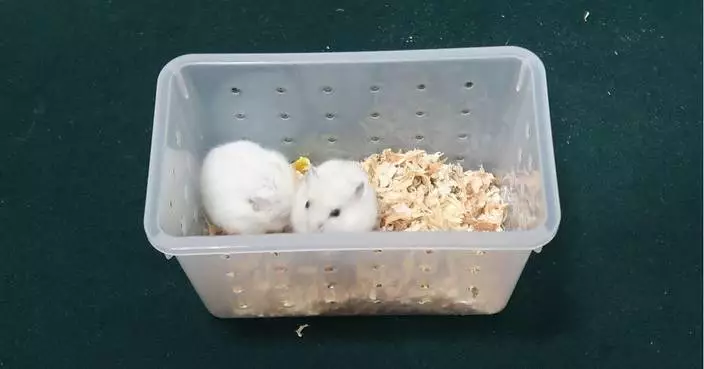 Hong Kong Customs Seizes Two Illegal Live Hamsters at Shenzhen Bay Control Point