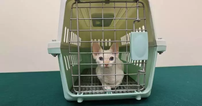 Hong Kong Customs Seizes A Suspected Illegally Imported Cat at Lok Ma Chau Spur Line Control Point