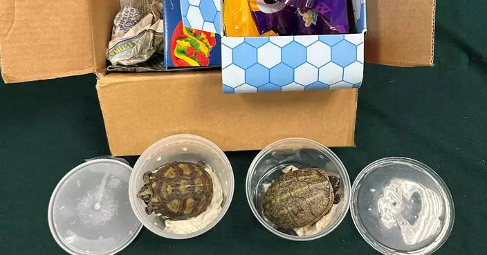 Hong Kong Customs Seizes Eight Live Endangered Turtles Worth $19,000 at Airport