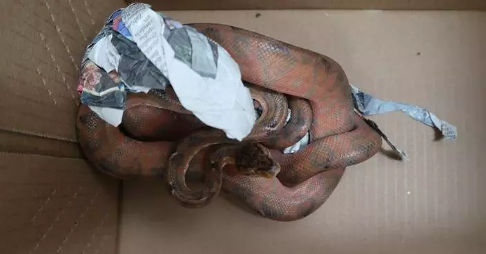 Hong Kong Customs Seizes Endangered Reptiles Worth $173,800 at Airport; Man Arrested for Illegal Importation