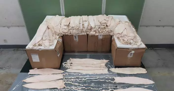 Hong Kong Customs Seizes $23.8M Worth of Totoaba Fish Maws in Smuggling Case
