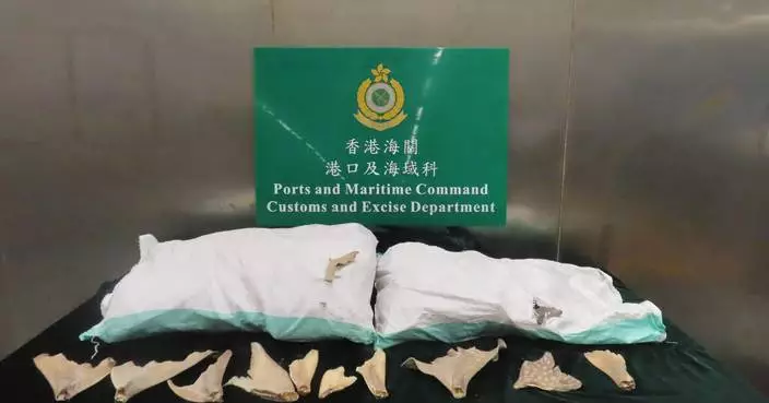 Hong Kong Customs Seizes 240kg of Suspected Endangered Guitarfish Fins Worth $500,000
