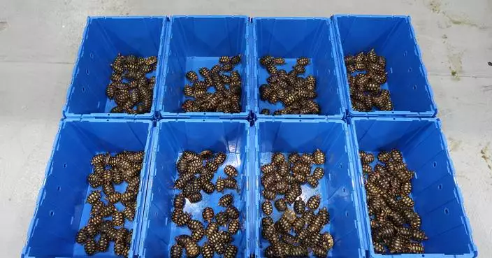 Hong Kong Customs Seizes Live Turtles, Snakes, and Lizards in Major Smuggling Bust