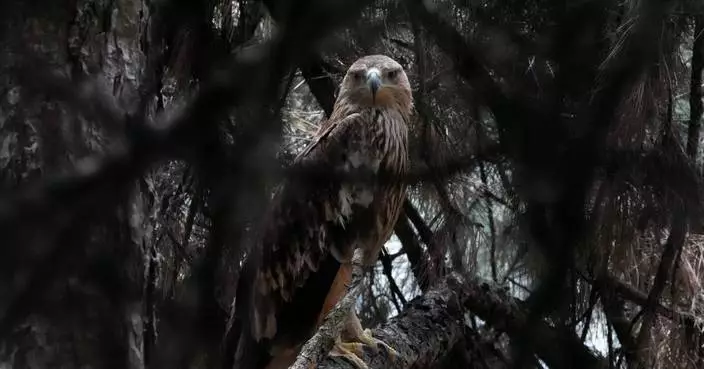 Feliks the eagle is back home in Serbia after a kidnap ordeal in the Middle East